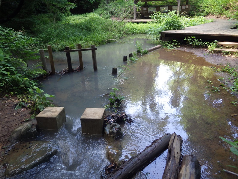 20230603SP2ふれあい湿地増水